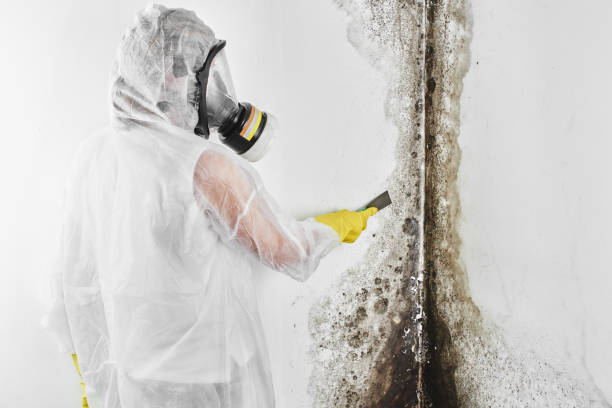 Best Biohazard Mold Removal  in Ridgeland, MS